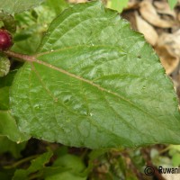 Acmella oleracea (L.) R.K.Jansen